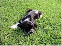 Max in the grass